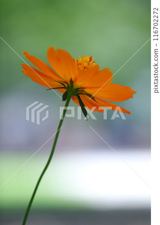 橙色波斯菊的特寫景觀 橙色波斯菊的特寫景觀 116702272