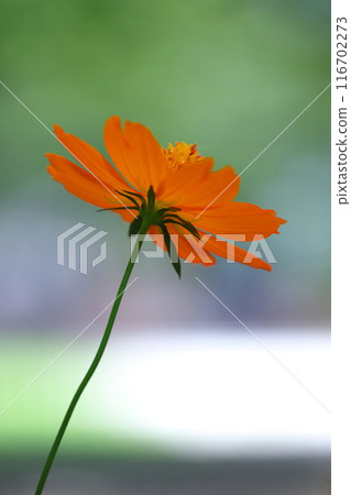 橙黃色波斯菊 橙黃色波斯菊 116702273
