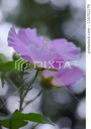 淺紫色花瓣的沙龍玫瑰 淺紫色花瓣的沙龍玫瑰 116702276