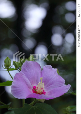 夏日早晨,莎倫玫瑰花在樹蔭下綻放 夏日早晨,莎倫玫瑰花在樹蔭下綻放 116702277