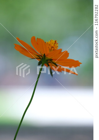 Bright orange yellow cosmos Bright orange yellow cosmos 116702282