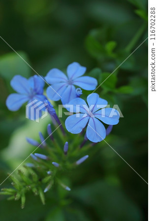 Blue Ruri Matryu flower Blue Ruri Matryu flower 116702288