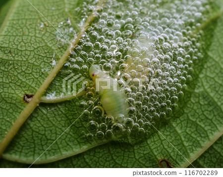 Caterpillar larva Caterpillar larva 116702289