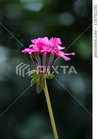 紅色常春藤天竺葵花 紅色常春藤天竺葵花 116702292