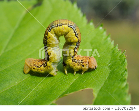 尺蛾幼蟲 尺蛾幼蟲 116702294