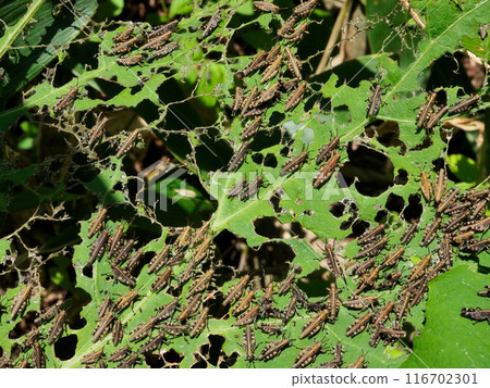 Sapporo grasshopper colony Sapporo grasshopper colony 116702301