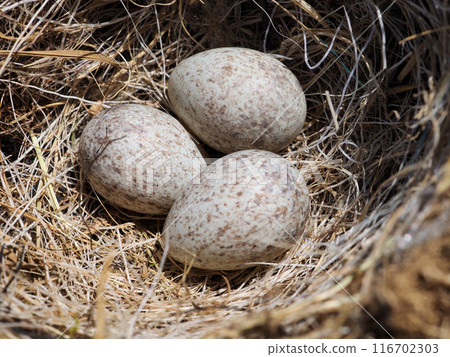 白鶺鴒蛋 116702303