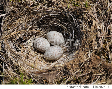 白鶺鴒蛋 116702304