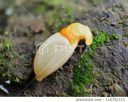 Dogtooth violet seeds Dogtooth violet seeds 116702315