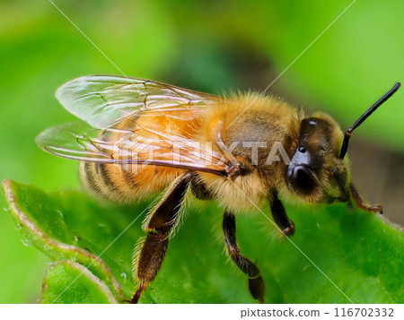 一隻蜜蜂 116702332