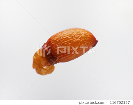 卡塔庫栗種子 116702337