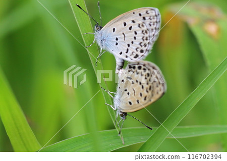 At the end of the rainy season, Yamato Shijimi butterflies mating 116702394