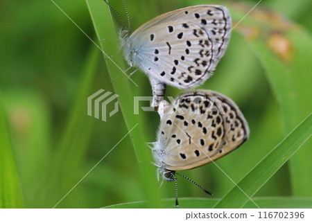 At the end of the rainy season, Yamato Shijimi butterflies mating 116702396