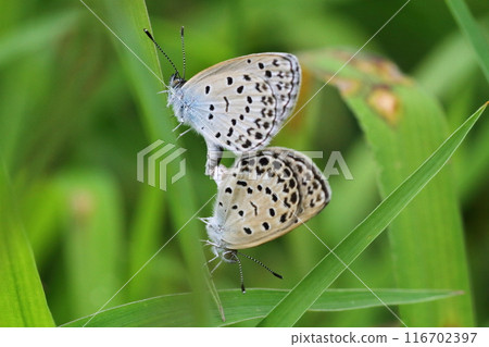 At the end of the rainy season, Yamato Shijimi butterflies mating 116702397
