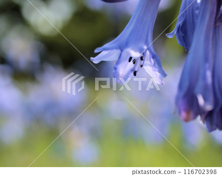 Blue agapanthus flowers blooming in July 116702398