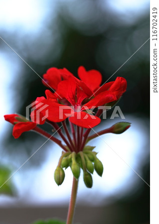 紅色常春藤天竺葵 116702419
