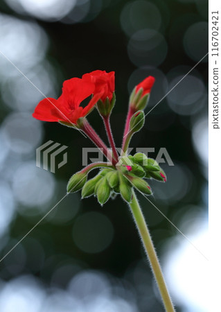 紅色常春藤天竺葵花 紅色常春藤天竺葵花 116702421