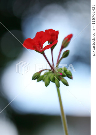 紅色常春藤天竺葵花 紅色常春藤天竺葵花 116702423