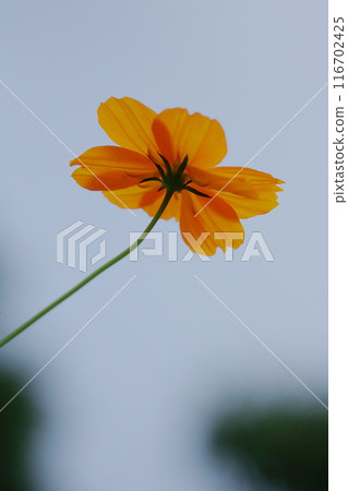 Yellow cosmos blooming towards the sky 116702425