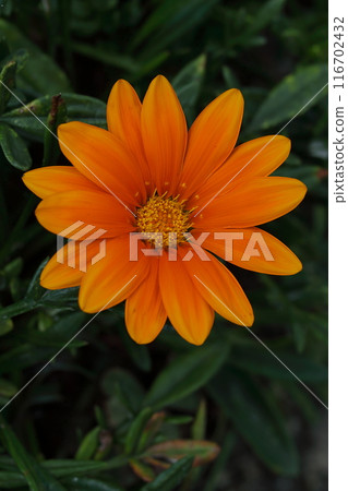 雜色菊橙花 雜色菊橙花 116702432