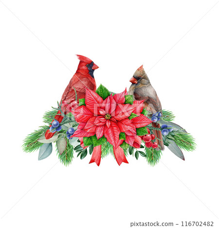 Winter time vintage style floral decor with red cardinal bird couple. Watercolor illustration. Christmas festive painted decoration with conifer, eucalyptus, berries, poinsettia. White background Winter time vintage style floral decor with red cardinal bird couple. Watercolor illustration. Christmas festive painted decoration with conifer, eucalyptus, berries, poinsettia. White background 116702482