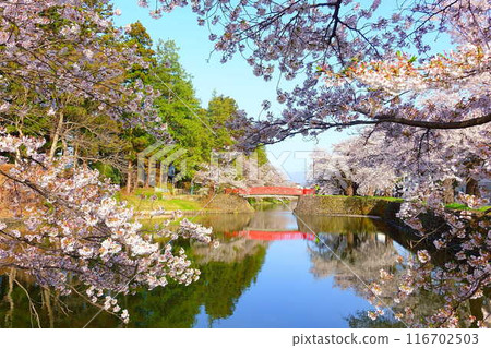 櫻花盛開，花筏，松崎公園，櫻花，櫻花，染井吉野櫻花樹 116702503