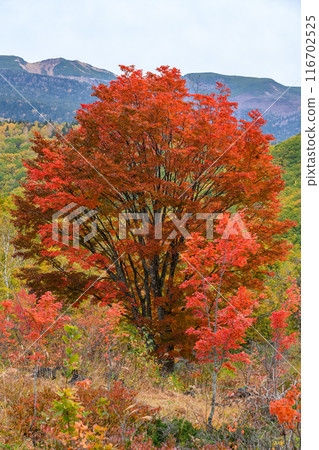 The great maple tree at Ichinose Garden in full bloom The great maple tree at Ichinose Garden in full bloom 116702525