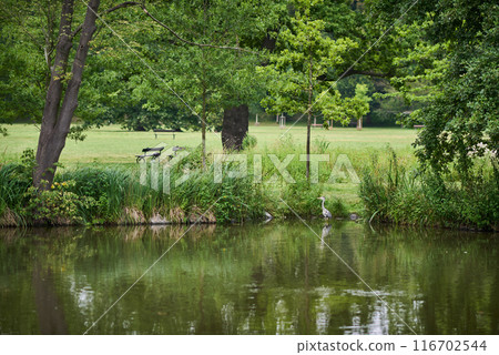 Stromovka Royal Game Reserve, large park in the Bubenec district of Prague, Czech Republic 116702544