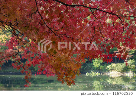 Moat and maples at Takaoka Castle Park Moat and maples at Takaoka Castle Park 116702550