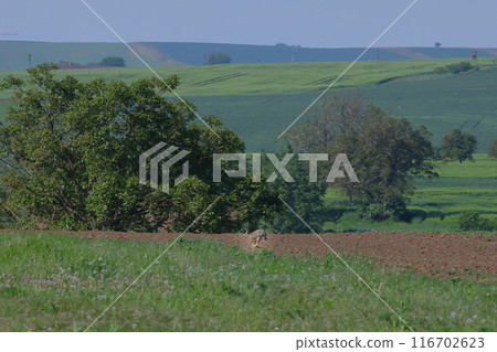 A European hare roaming the Moravian steppe near Kyjov in South Moravia, Czech Republic, Central Europe A European hare roaming the Moravian steppe near Kyjov in South Moravia, Czech Republic, Central Europe 116702623