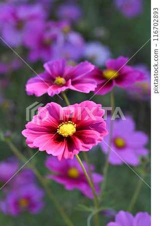Cosmos: Cosmos: 116702893