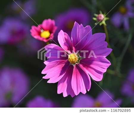 Cosmos: Cosmos: 116702895