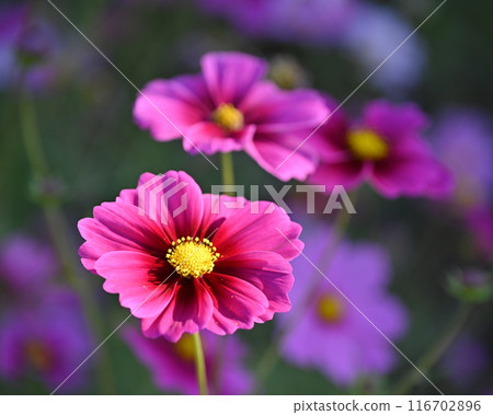 Cosmos: Cosmos: 116702896