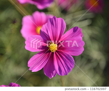 Cosmos: Cosmos: 116702897