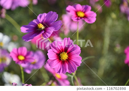 Cosmos: Cosmos: 116702898