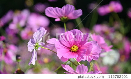 Cosmos: Cosmos: 116702901