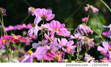 Cosmos: Cosmos: 116702904