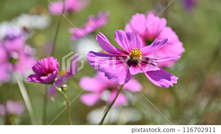 宇宙：宇宙 116702911