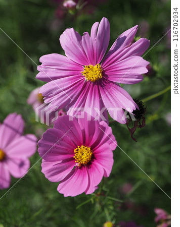 宇宙：宇宙 116702934