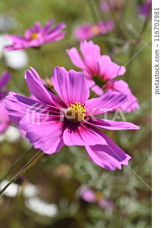 Cosmos: Cosmos: 116702981