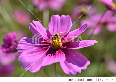 Cosmos: Cosmos: 116702982