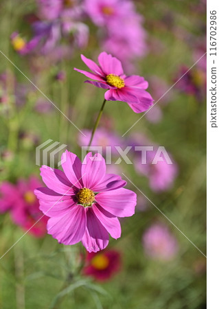 Cosmos: 116702986