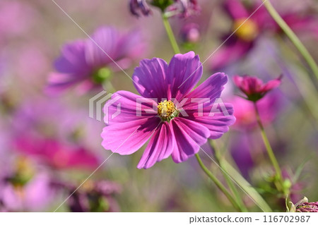 Cosmos: Cosmos: 116702987