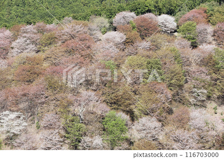Yoshino Hitome Senbonzakura Yoshimizu Shrine, Nara Prefecture 116703000