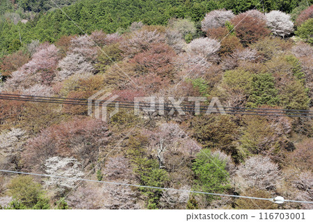 Yoshino Hitome Senbonzakura Yoshimizu Shrine, Nara Prefecture 116703001