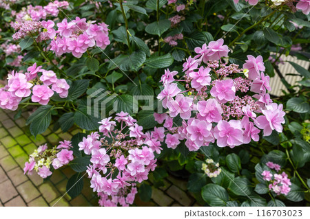 Beautiful Hydrangea Mona Lisa flowers blooming in the garden in early summer Beautiful Hydrangea Mona Lisa flowers blooming in the garden in early summer 116703023