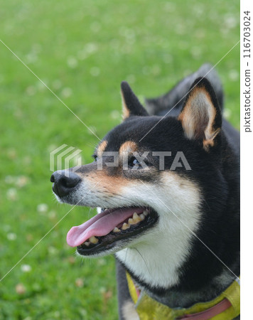 柴犬在綠樹叢中看起來很開心 柴犬在綠樹叢中看起來很開心 116703024