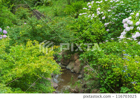 Hydrangea blooming along the brook 116703025
