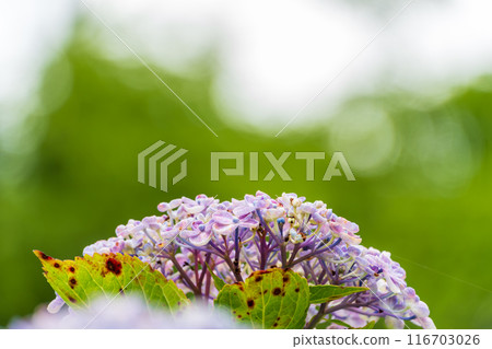 hydrangea flower hydrangea flower 116703026