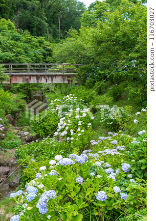 Landscape with hydrangeas Landscape with hydrangeas 116703027